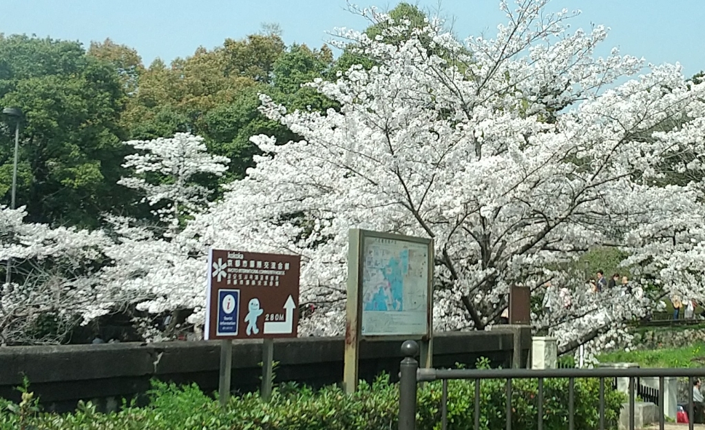 綺麗な桜を車窓から