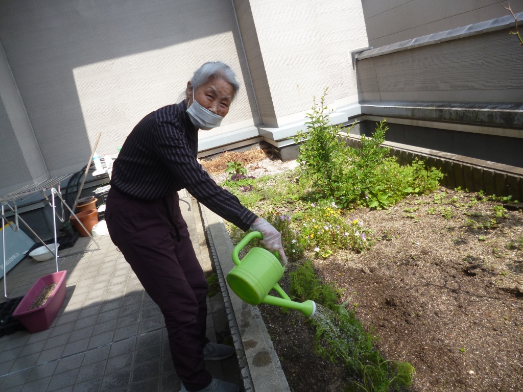 コスモスを植えました