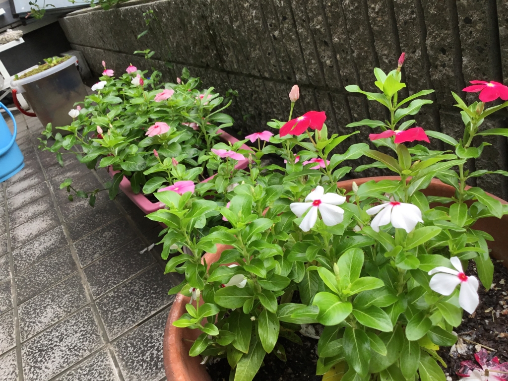 しおり作りのために”日日草”を植えました