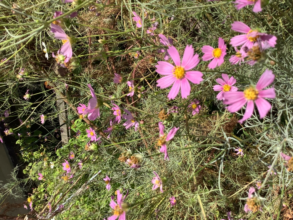 綺麗なコスモスの花が咲きました。