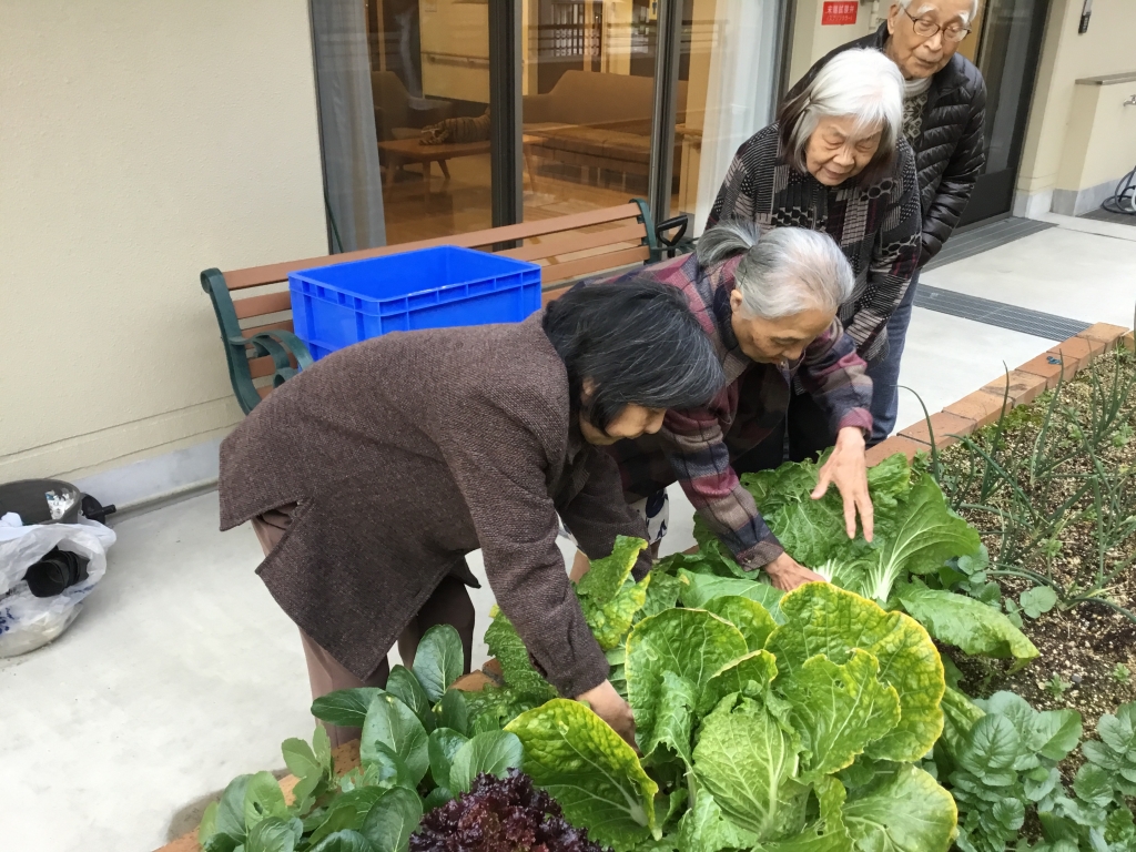 野菜収穫