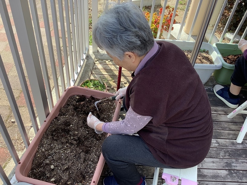 GHベランダにエンドウ豆を植えました