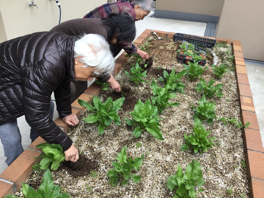 野菜収穫