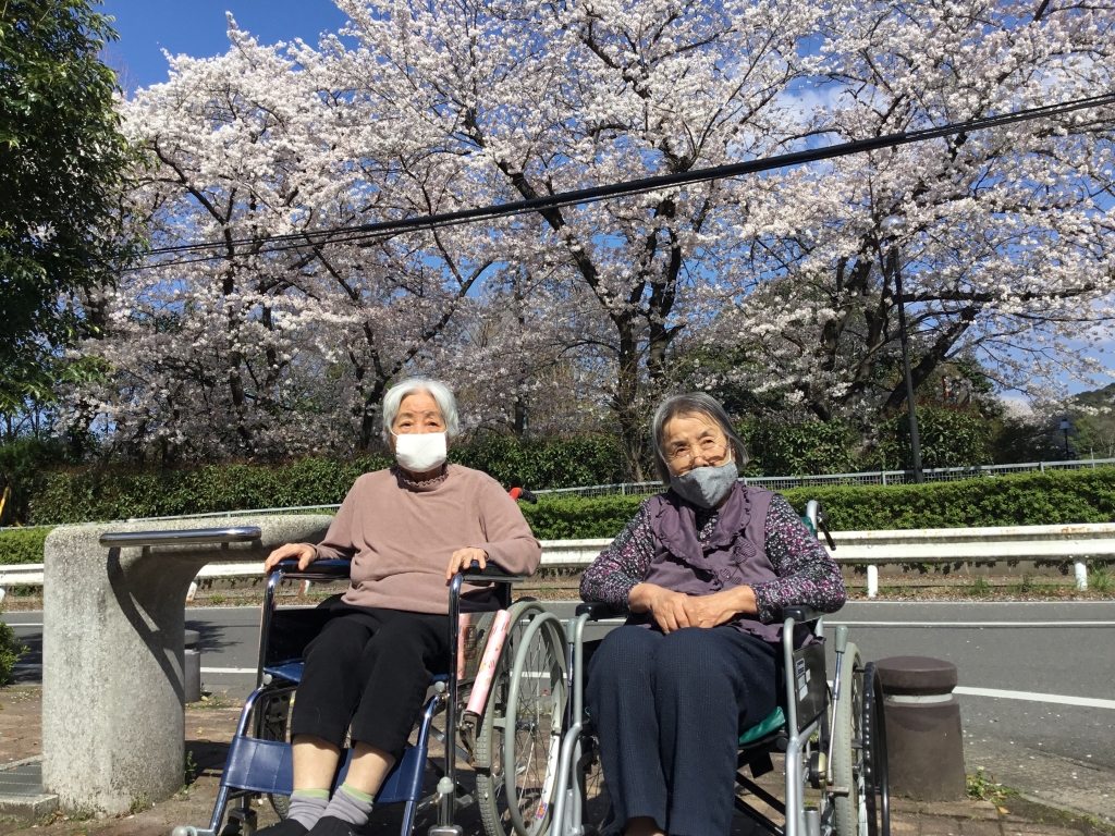 桜…満開です🌸