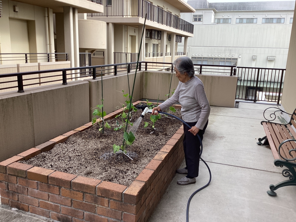 夏野菜順調に育ってます