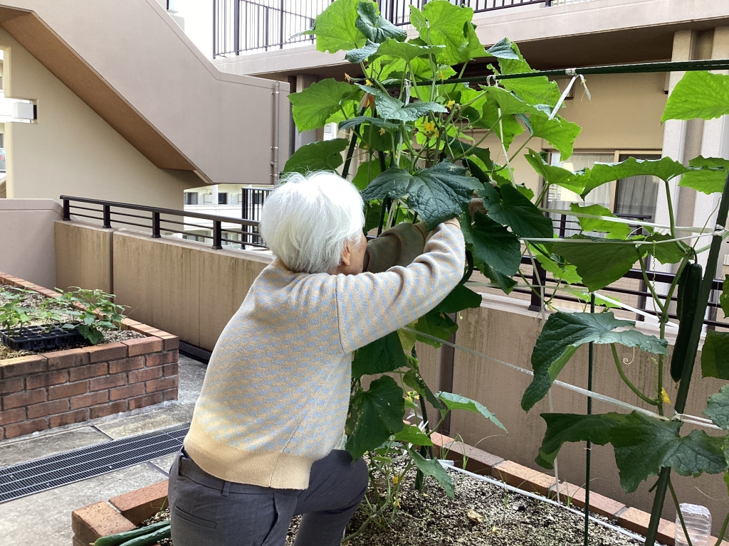 夏野菜販売に向けて