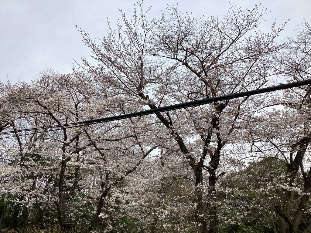 やっと咲きましたね🌸