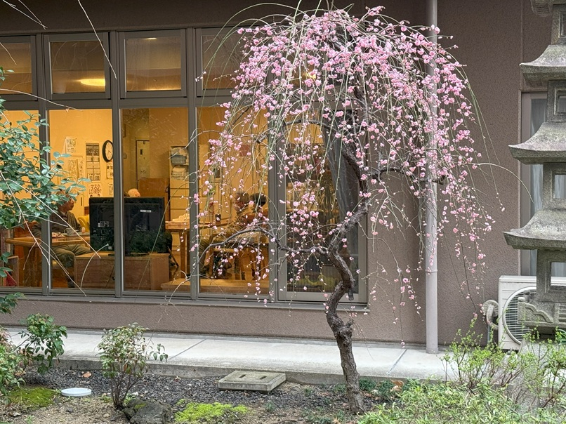 桜が満開
