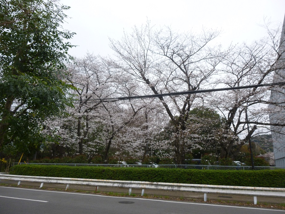 てくてく歩いて☆彡