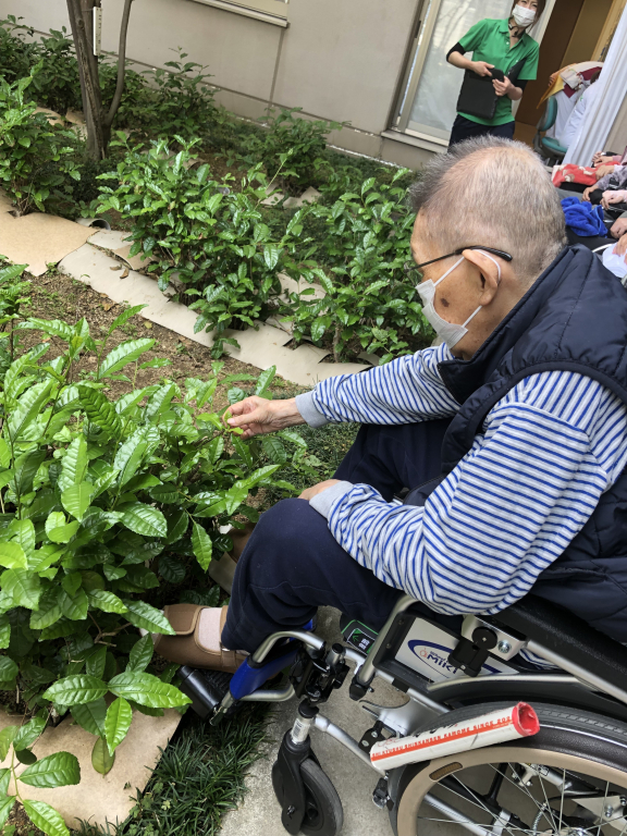 お茶摘みの季節