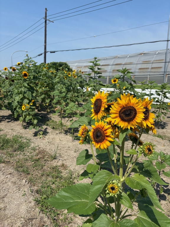 お花畑に夏がきた！