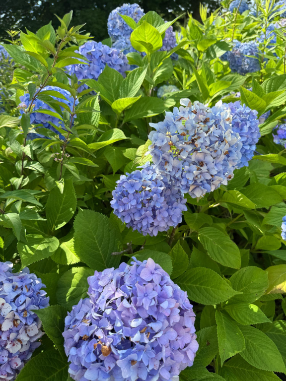 紫陽花が！
