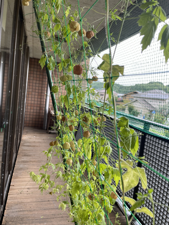 種も色づいてきました
