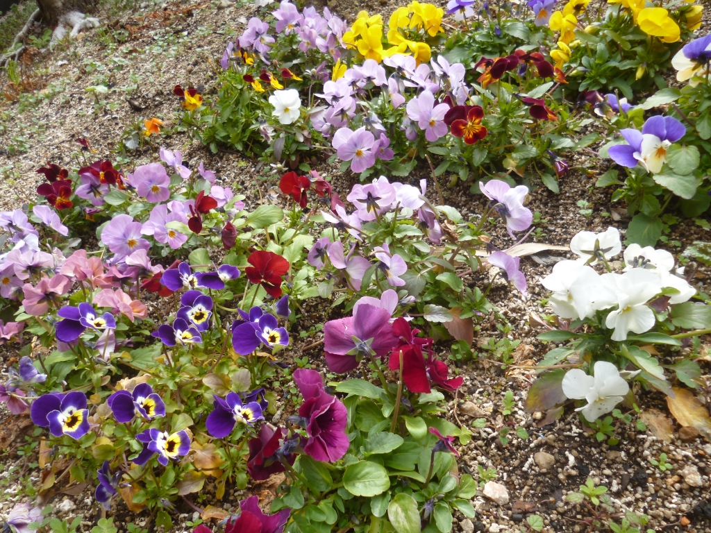 ビオラで押し花～しおり作り～(地域密着型)