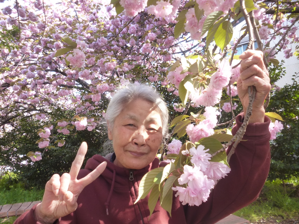 近くの桜も間近で観てきました