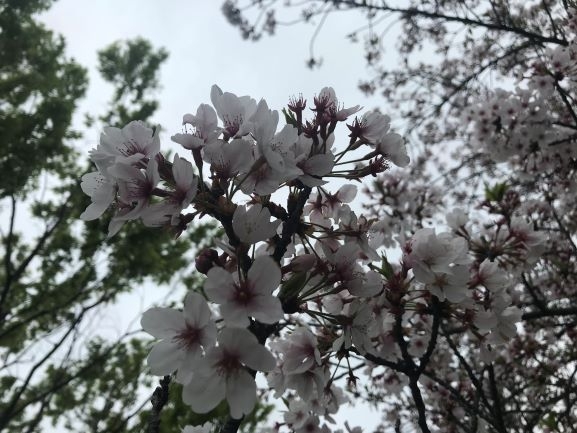 桜満開ドライブ♪